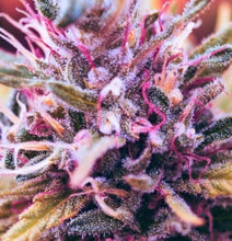 Load image into Gallery viewer, Purple Candy
