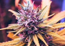 Load image into Gallery viewer, Purple Candy
