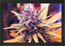 Load image into Gallery viewer, Purple Candy
