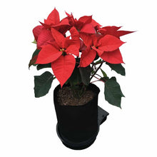 Load image into Gallery viewer, Autopot SmartPot 4 System  (special order)
