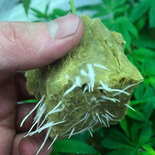 Load image into Gallery viewer, Cyco Cyclone - GrowDudes
