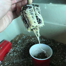 Load image into Gallery viewer, Cyco Cyclone - GrowDudes
