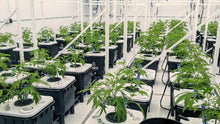 Load image into Gallery viewer, HydraMax 6 bucket, 3 Row RDWC System
