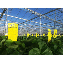 Load image into Gallery viewer, Sticky Trap Bug-Scan Yellow for Aphid / Whitefly - GrowDudes
